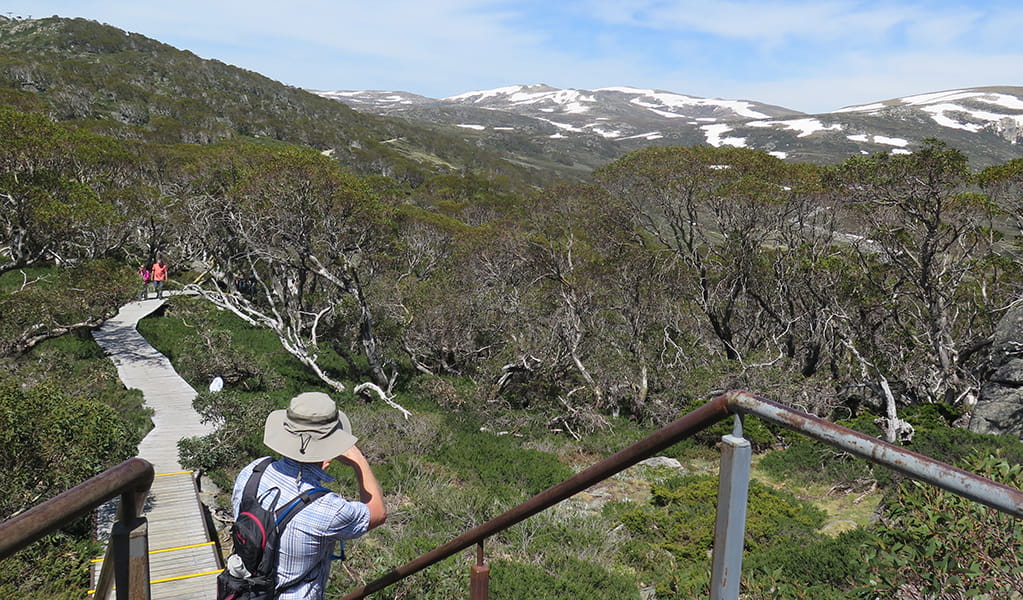 Snow Gums Boardwalk and Main Range views 02