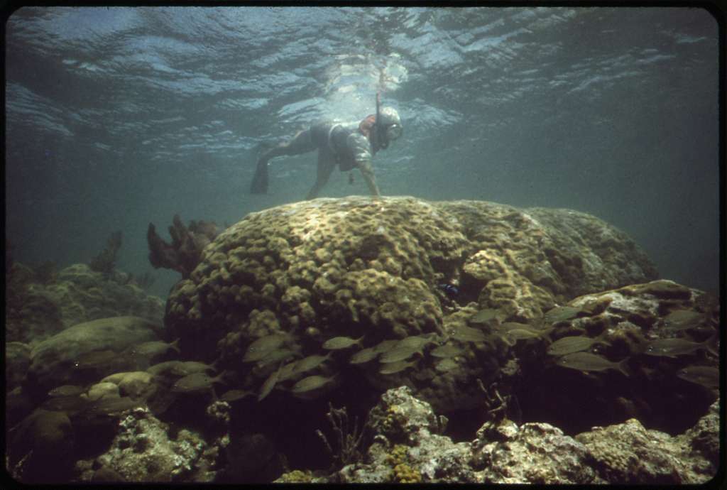 John Pennekamp Coral Reef State Park