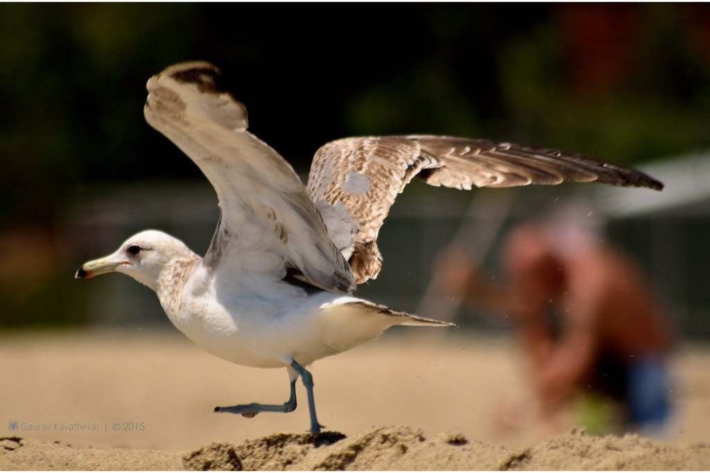  Aliso Beach Park: Family-Friendly Fun