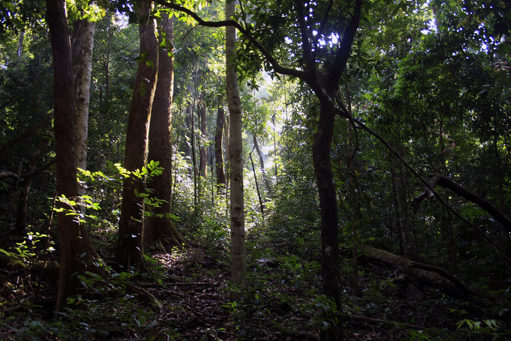 Best Time to Trek Kumara Parvatha