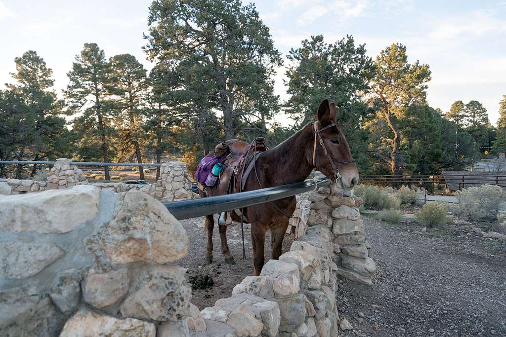 Mule Rides