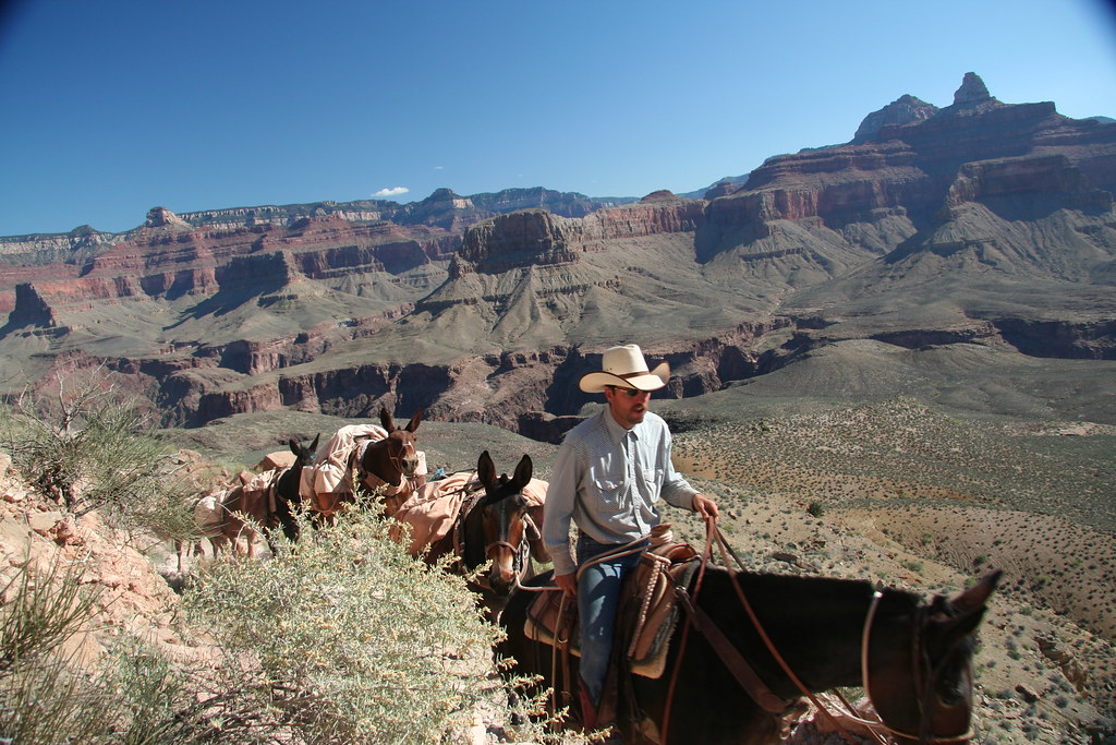 Mule Rides