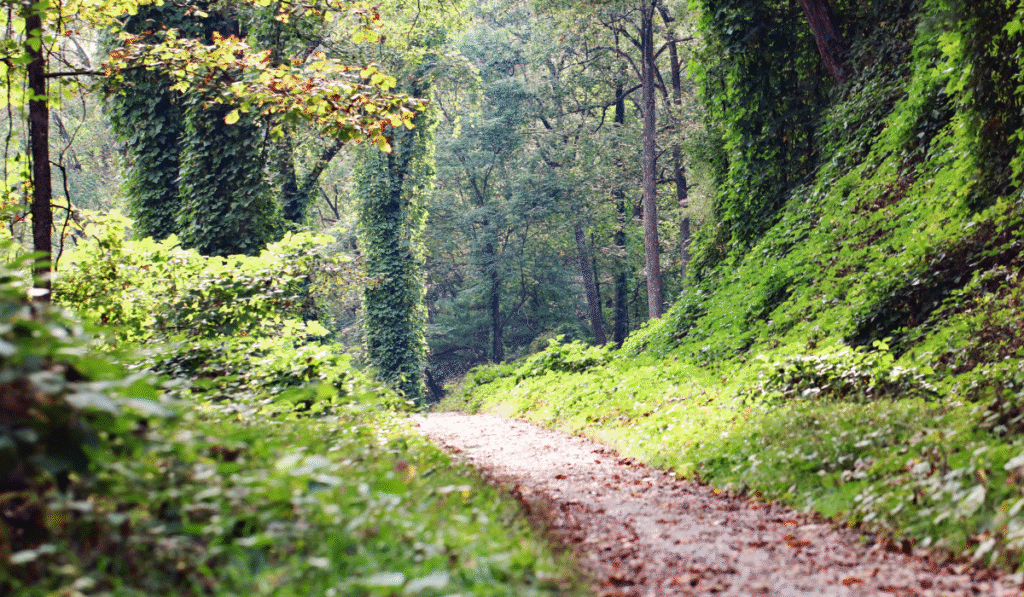 Bent Creek Experimental Forest