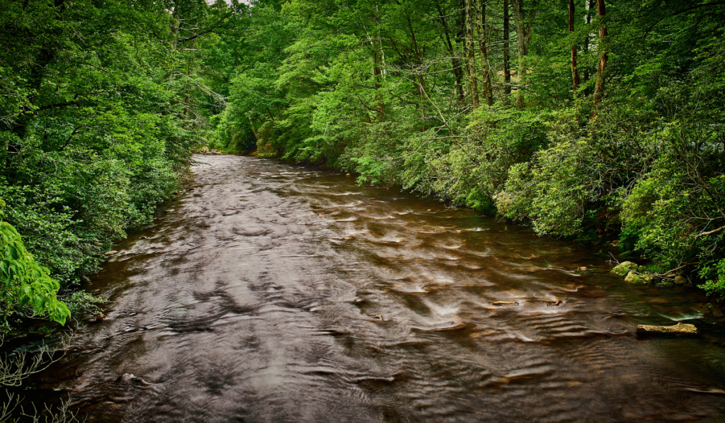 Davidson River