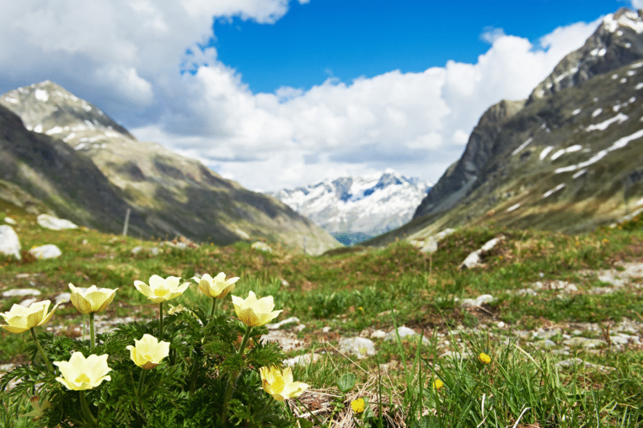 Valley of Flowers Trek